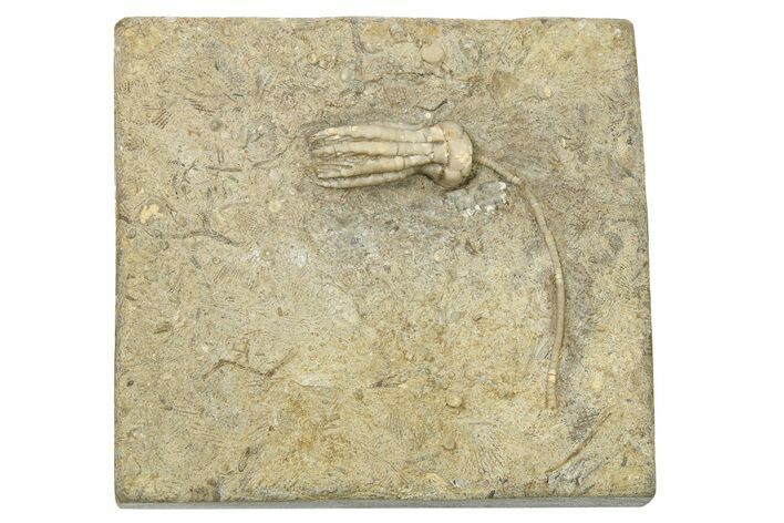 Fossil Crinoid (Phanocrinus) - Alabama #269882